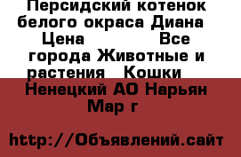 Персидский котенок белого окраса Диана › Цена ­ 40 000 - Все города Животные и растения » Кошки   . Ненецкий АО,Нарьян-Мар г.